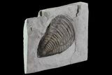 Partial Trimerus Trilobite - New York #68572-2